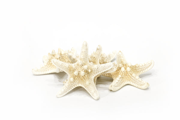 Thorny Starfish - Creamy White